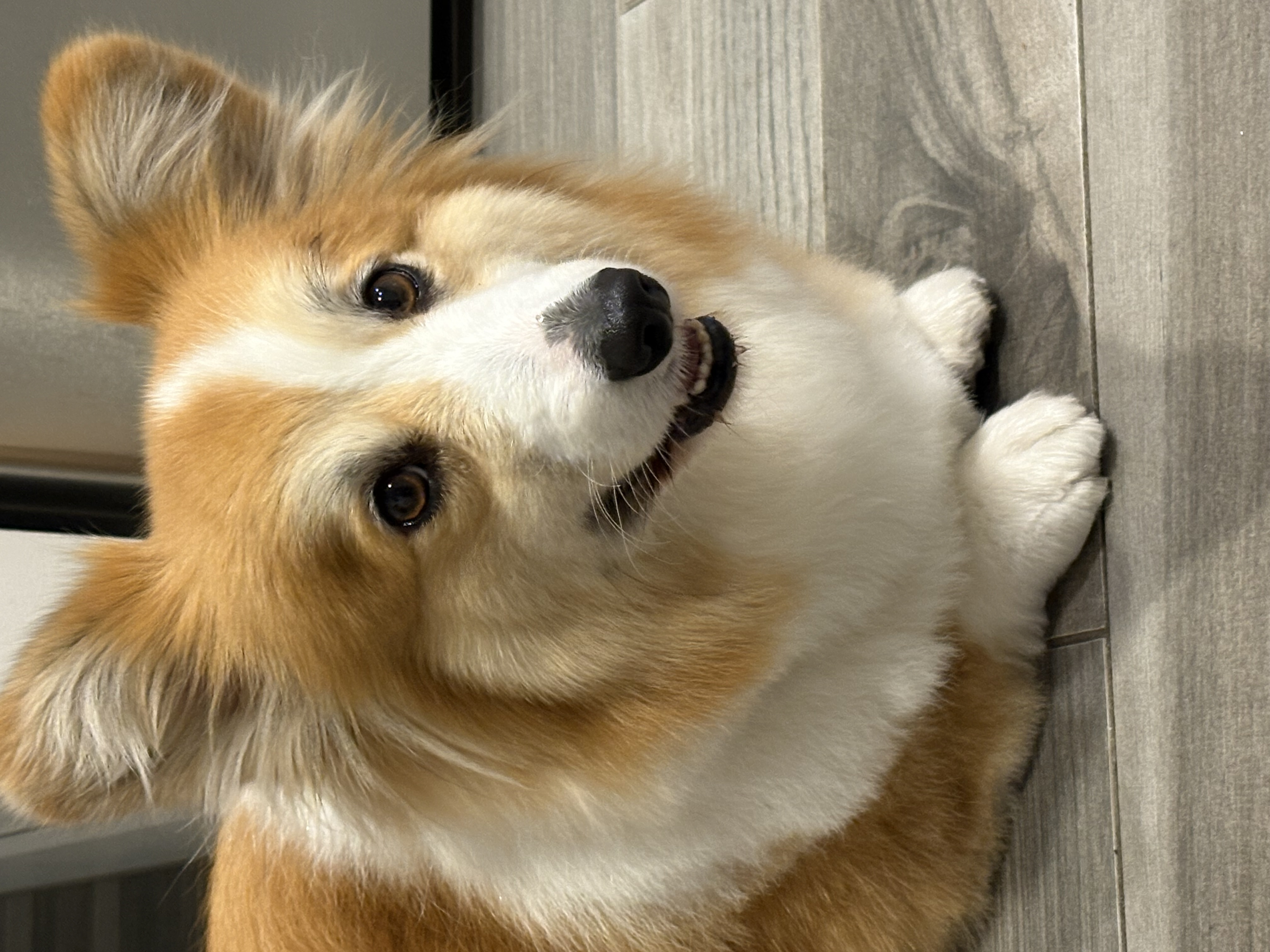 Biscuit the corgi